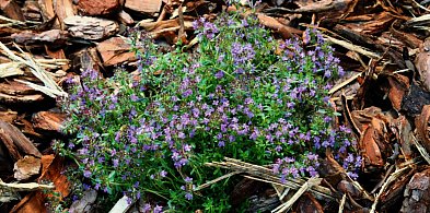 „Ekoprzedszkolak 2026” w woj. śląskim. Nowy konkurs WFOŚiGW w Katowicach