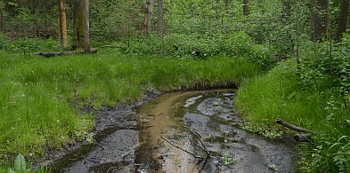 Rezerwat Cisy nad Liswartą znów dostępny dla turystów