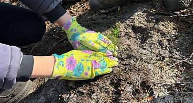 Mieszkańcy posadzili las z leśnikami w Lublińcu