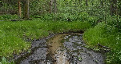 Rezerwat Cisy nad Liswartą znów dostępny dla turystów