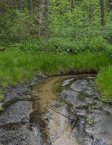 Rezerwat Cisy nad Liswartą znów dostępny dla turystów