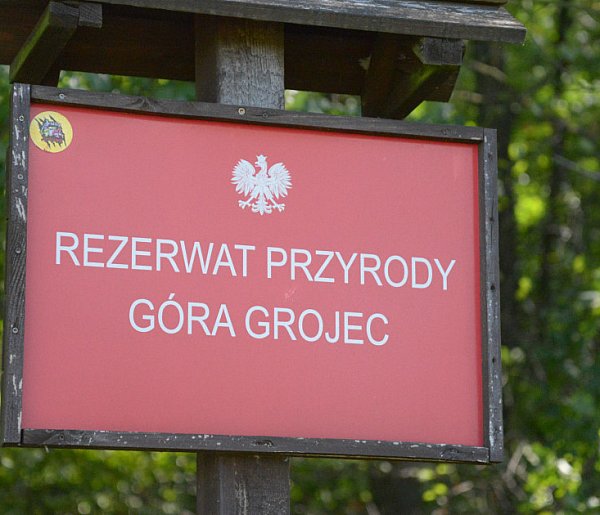 Rezerwat Góra Grojec w Nadleśnictwie Koszęcin-11799