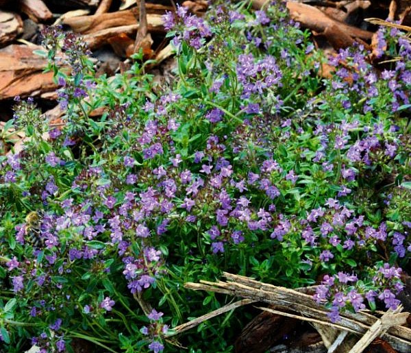 „Ekoprzedszkolak 2026” w woj. śląskim. Nowy konkurs WFOŚiGW w Katowicach