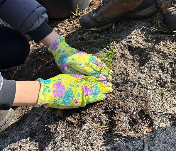 Mieszkańcy posadzili las z leśnikami w Lublińcu