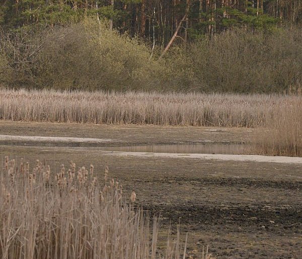 Staw Piegża w Lublińcu ponownie wysycha. Problem wraca po zimie