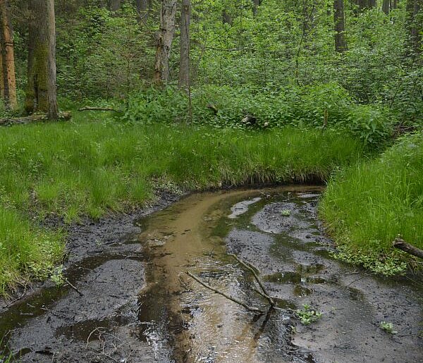 Rezerwat Cisy nad Liswartą znów dostępny dla turystów