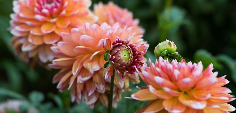 Pierwsze dalie w ogrodzie? Zobacz bezpieczny wybór Dalia Story ze sklepu Plantet