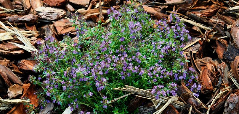 „Ekoprzedszkolak 2026” w woj. śląskim. Nowy konkurs WFOŚiGW w Katowicach