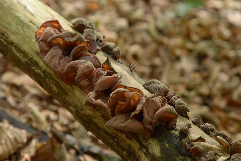 Góra Grojec. Przyroda rządzi się tu swoimi prawami