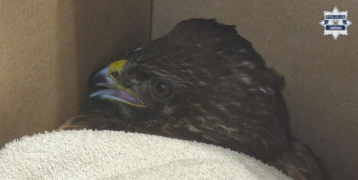 Zdjęcia z archiwum policji