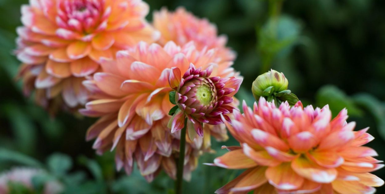 Pierwsze dalie w ogrodzie? Zobacz bezpieczny wybór Dalia Story ze sklepu Plantet