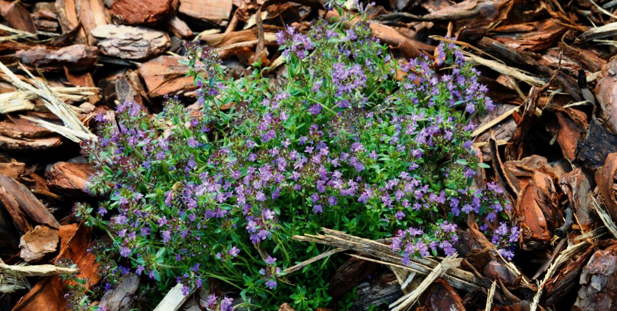 „Ekoprzedszkolak 2026” w woj. śląskim. Nowy konkurs WFOŚiGW w Katowicach