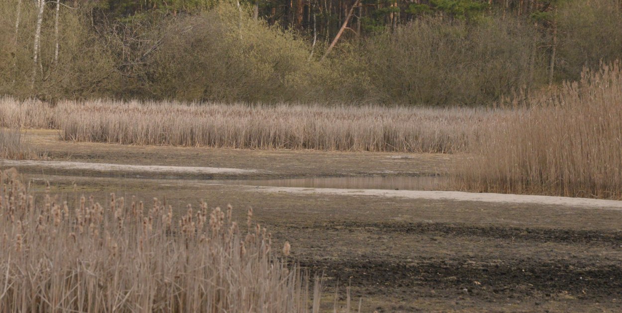 Staw Piegża w Lublińcu ponownie wysycha. Problem wraca po zimie